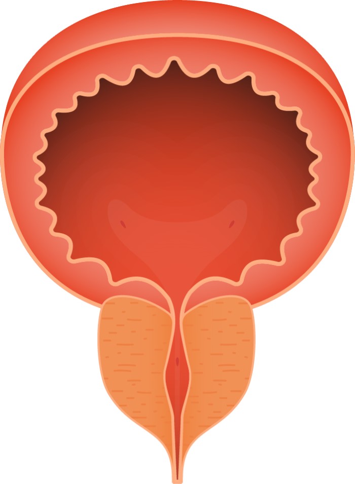 Abbildung einer Harnblase mit gesunder Prostata