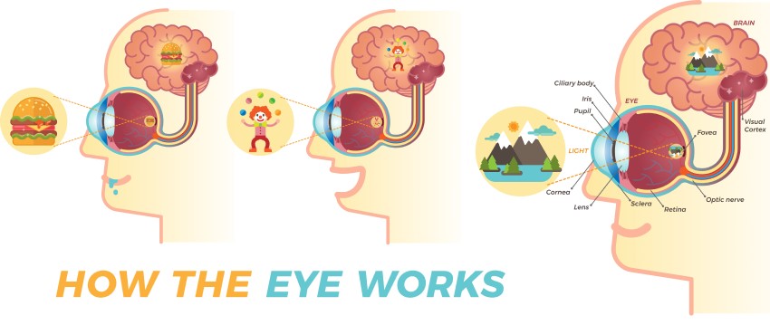 Umweltreize werden vom Auge aufgenommen, doch das Sehen findet anschließend im Gehirn statt